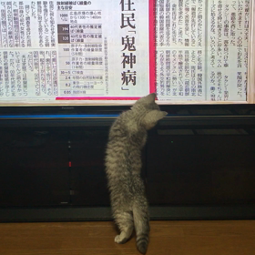 猫あるあるの画像