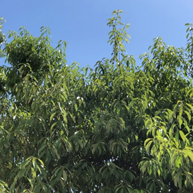 緑が綺麗な季節ですねの画像