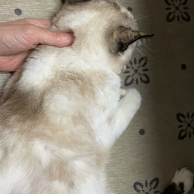 今日のマロンの画像