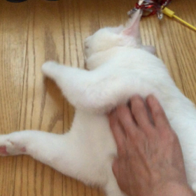 モフモフかわいいの画像