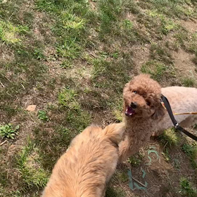 4月19日11わんこと1時間遠足  代々木公園の画像