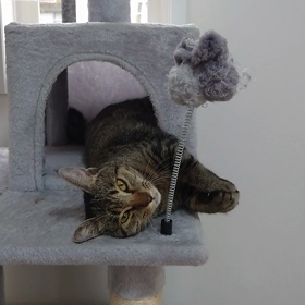 明日の天気の画像