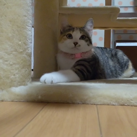 幻の猫。ミケマルの画像