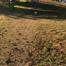 今日のはなちゃん839、モモちゃん791の画像