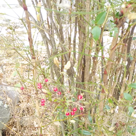 冬の☔雨の画像