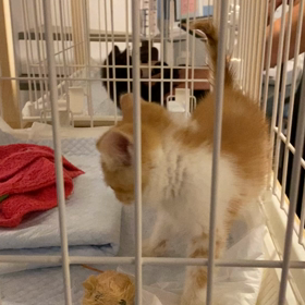 猫ちゃん里親募集中✨✨✨✨✨の画像