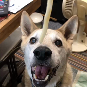 うどん犬の画像