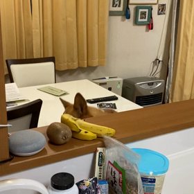 ひょっこりの画像