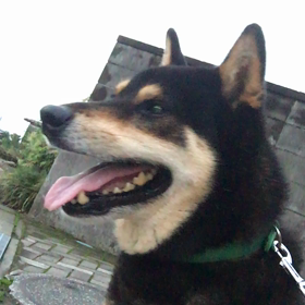 はじめての動画の画像