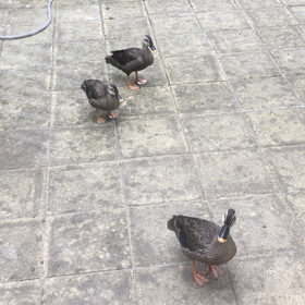 ついて来るのよ。の画像