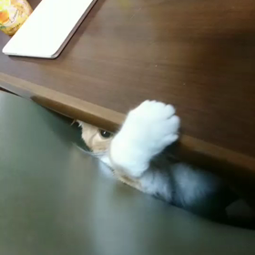 まーくんの画像