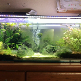 皆さまおはよう御座いますの画像