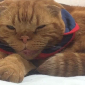 ハリーぽんちゃん 賢者の石の画像