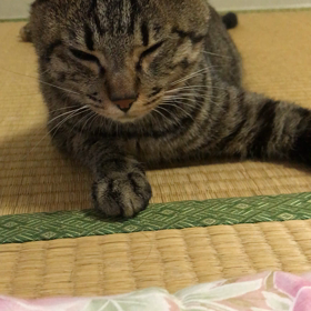 ちぃちぃ　その六の画像