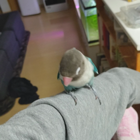 踊るインコの画像