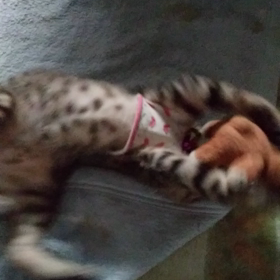 今日の活力剤の画像