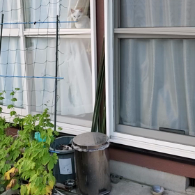 ロイくんのお仕事の画像