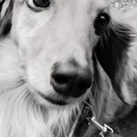 雨降り縫ってお散歩U^ェ^Uの画像