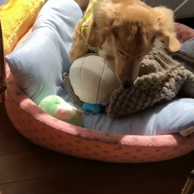 日向ぼっこの画像