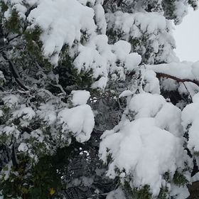 すごい雪にの画像