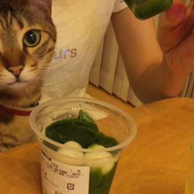 ”子猫のツムちゃん ワクチン接種”の画像