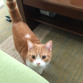 生前、豆ちゃんの声の画像