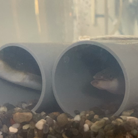 うなぎ釣り動画アップしましたの画像