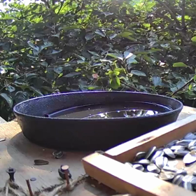 すぎぴたんの事件簿シーズン2　316話（ヽ( ・∀・)ﾉ┌┛Σ(ノ `Д´)ノされるヤマガラ）の画像