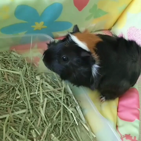 爪問題。の画像