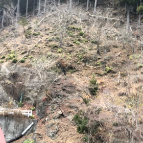 野生の熊の画像