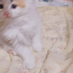 オーナーさん募集中 ノルウェージャンの画像