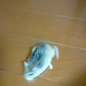 回る回る！の画像