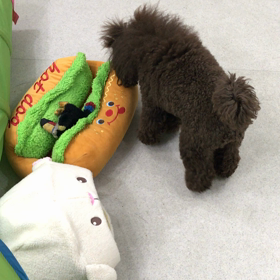 ♪プレイルーム動画♪の画像