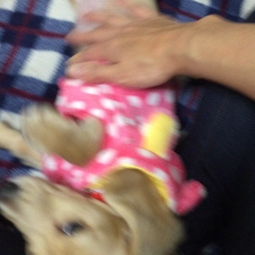 かわいいcielの画像