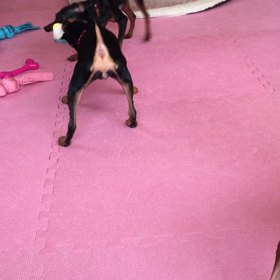 引っ張りっこの画像