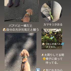 秋が苦手なズボラなママの画像