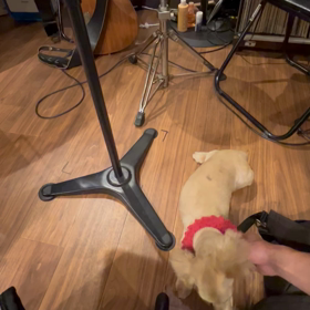 スタジオの犬の画像