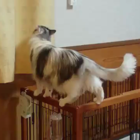 今朝のメルの画像