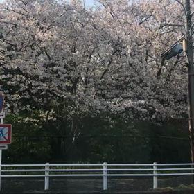 春うららの画像