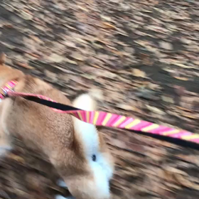 ♪お散歩動画♪代々木公園♪の画像