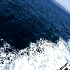 むつ湾フェリーでイルカに会いに行ってきましたの画像