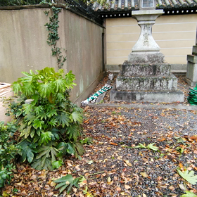 日曜日の散歩の画像