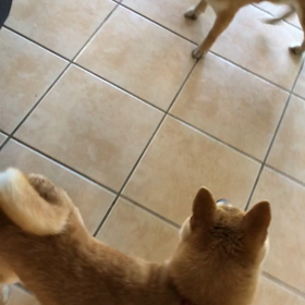 梅ちゃんの画像