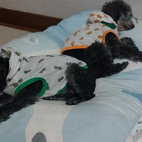 ベロつんの画像