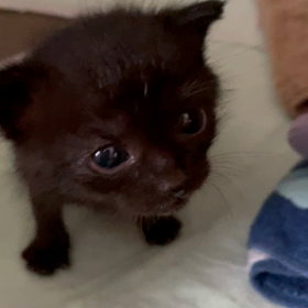 メロメロの日々の画像