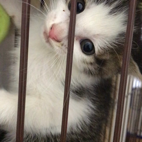 小さな身体で威嚇の画像