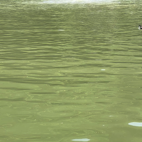 津久井湖のエアレーションの画像