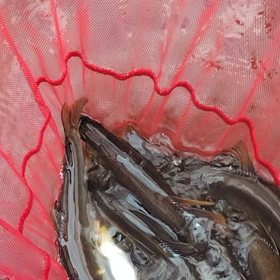 不発からのの画像