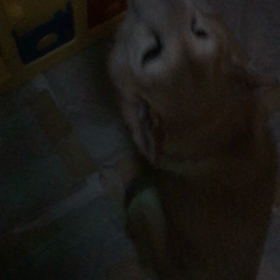 全く鳴き止まない。の画像