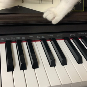 猫にふまれちゃった(猫ふんじゃったのメロディで)の画像